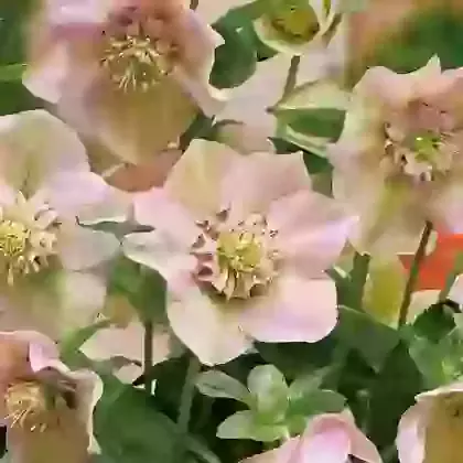 Orientalis Pink